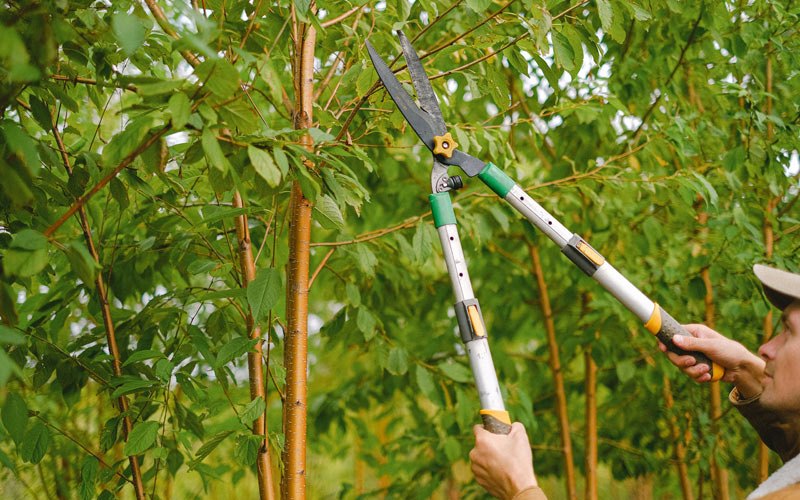 Tree trimming in Langford, SD